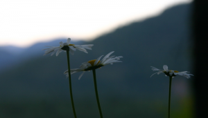 Mountain Daisies