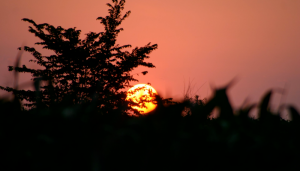 shapeimage_1-30