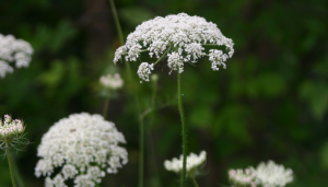 Queen Anne’s Lace