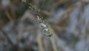 shapeimage_1-36