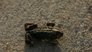 shapeimage_1-38