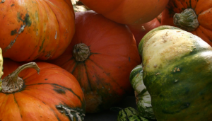 Pumpkin Bread – Yum!