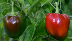 October Garden