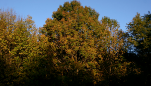 Who’s in Charge of Wall Street?