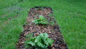 Rhubarb