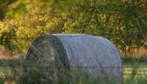 In the Shadow of His Smile