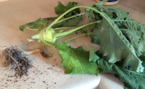 Some families have a family crest, but ours as a family vegetable...the humble and delicious kohlrabi.