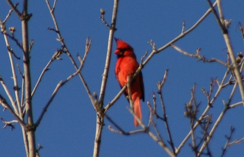Spring is slow to come, but the cardinal's song gives hope that it will yet come.