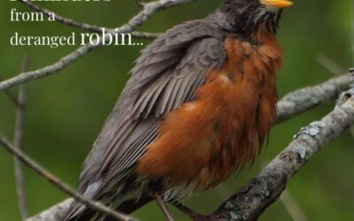 4 Special Needs Parenting Reminders from a Deranged Robin