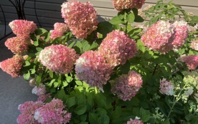 The Summer of 2025’s Top Ten Greatest Hits