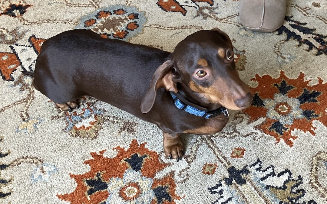 DIY Sausage, Dachshunds, Head Healing, and Chocolate Cake