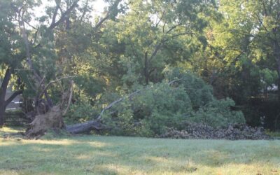 They Say Derecho, I Say Firewood